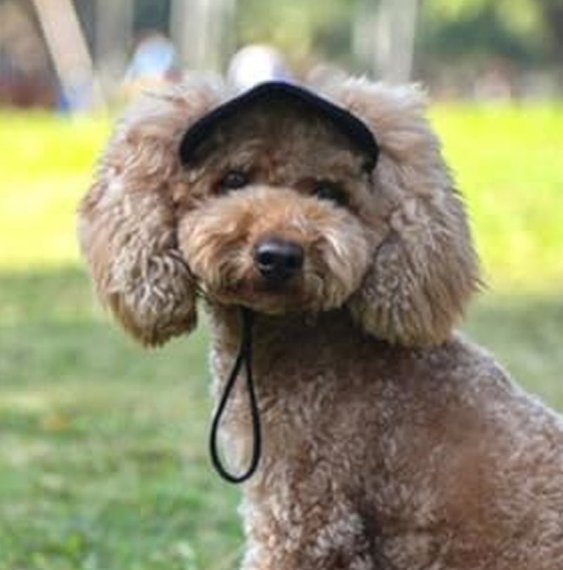 🔥Dog Summer Outdoor Sun Hat