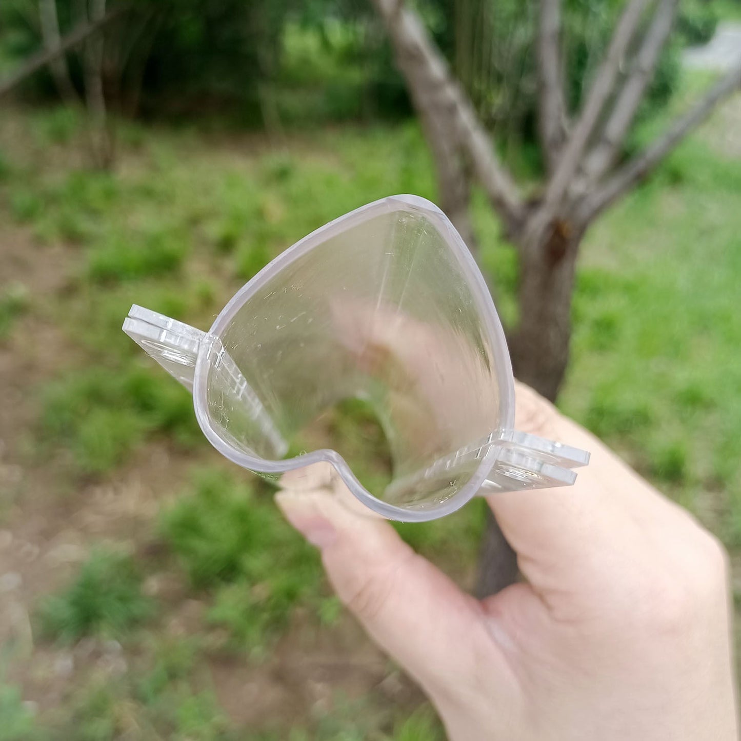 Fruit Growing Mold